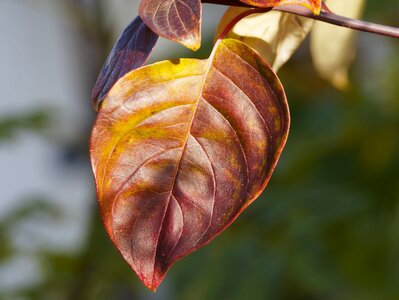 Colorful leaves color photo