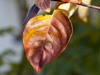 Colorful leaves color