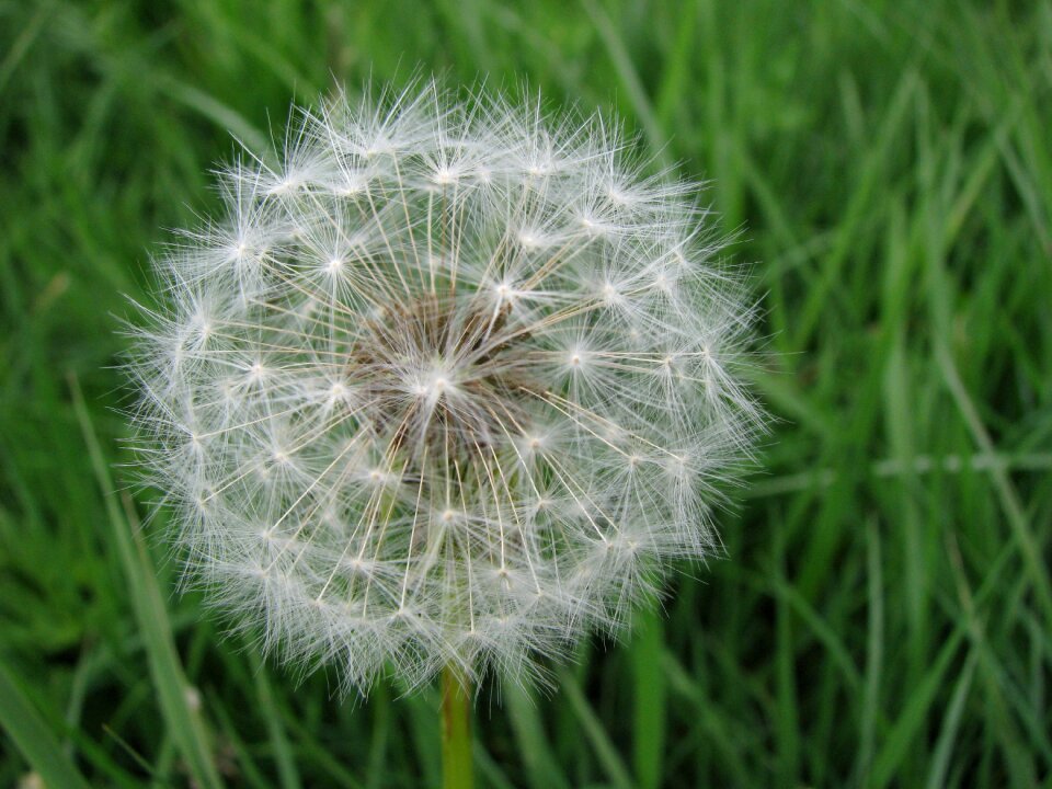 Nature natural flower meadow