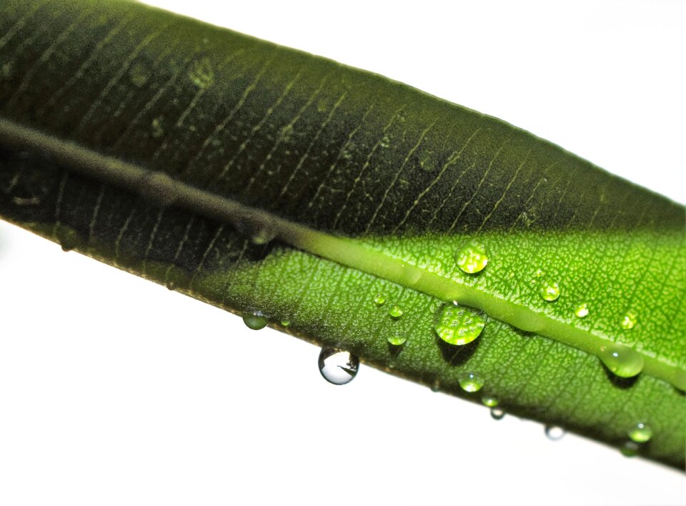 Rain raindrops raining