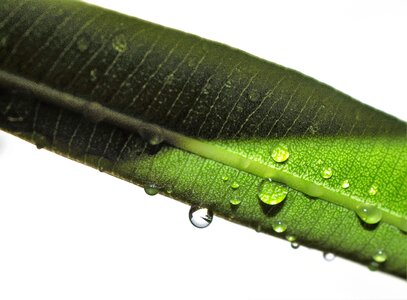 Rain raindrops raining