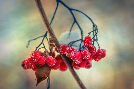 Berry red cluster photo