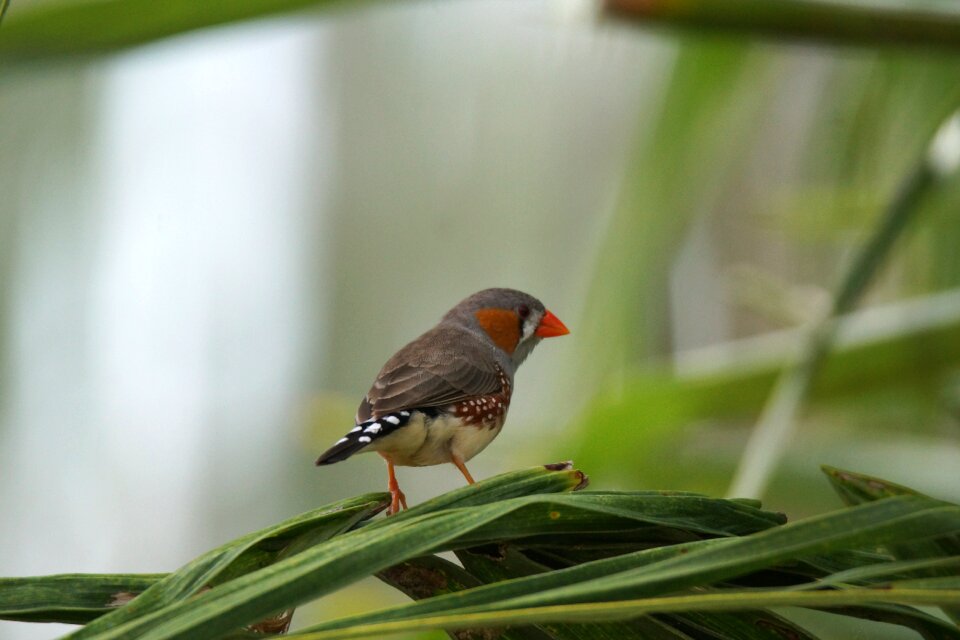 Sparrow zebra finch