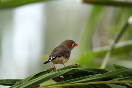 Sparrow zebra finch