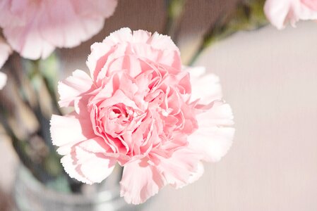 Bloom petals pink photo
