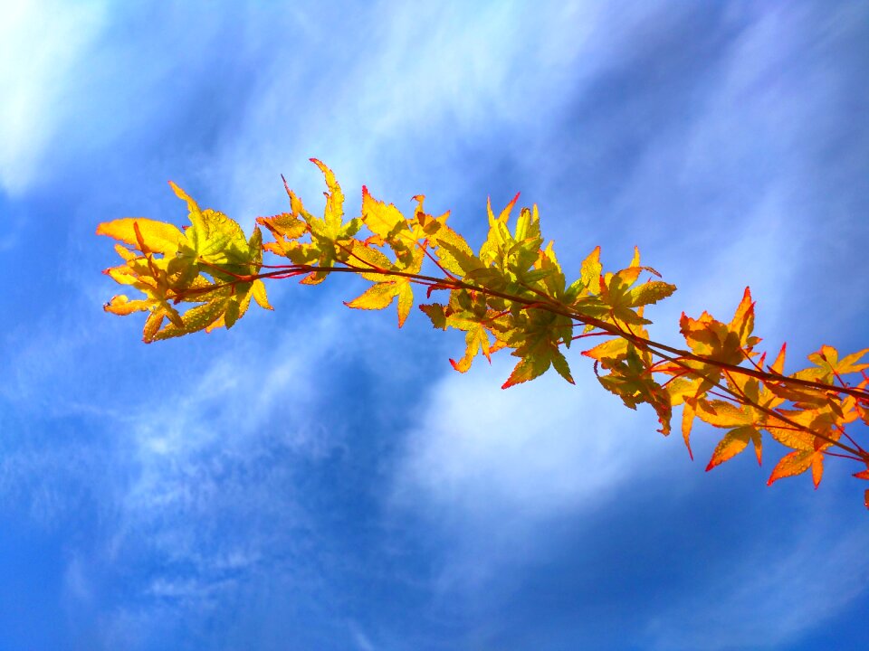 Autumn leaves glow photo