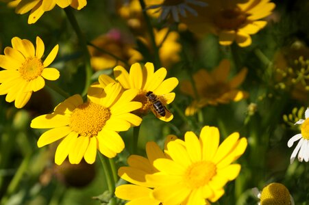 Flower meadow wild flowers honey bee