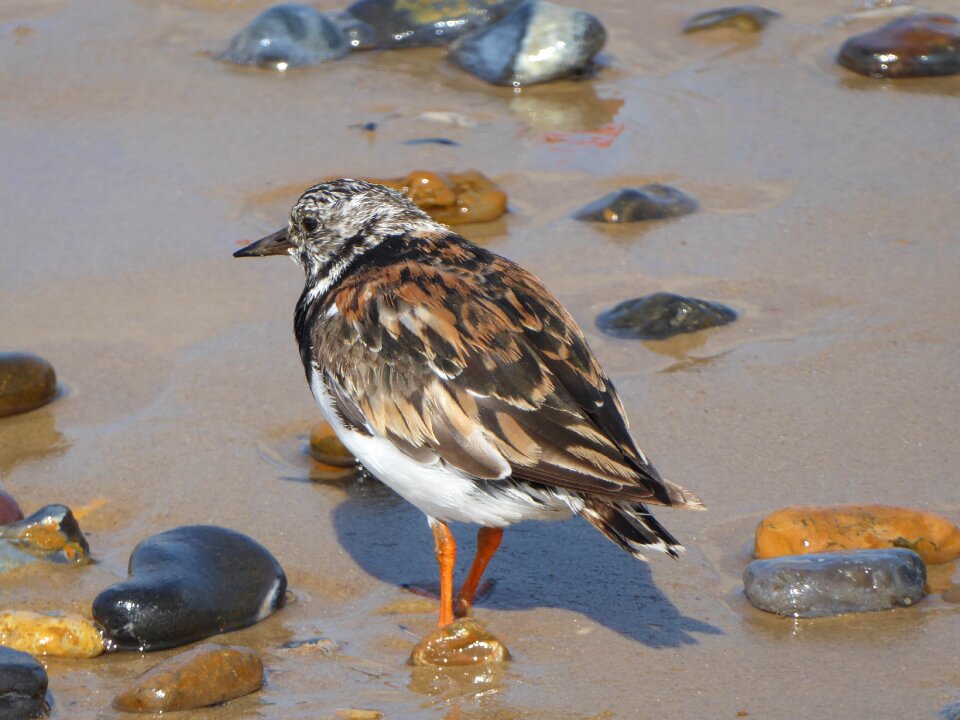 Wildlife beach wild