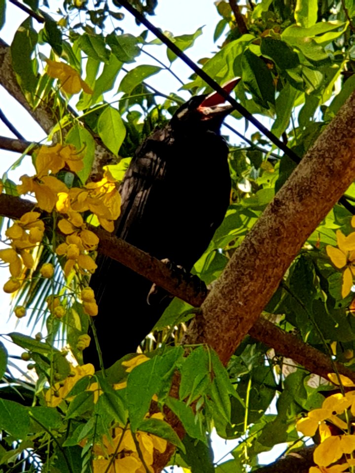 Kanikonna flowers from Kerala, with a crow