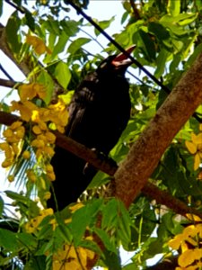 Kanikonna flowers from Kerala, with a crow