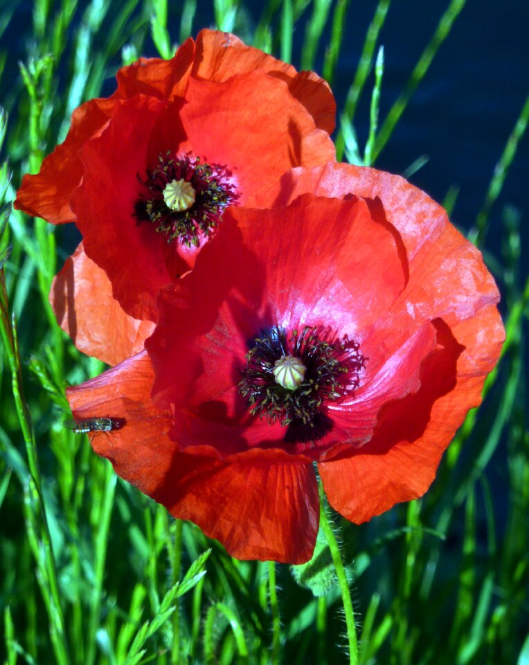 Flower spring garden