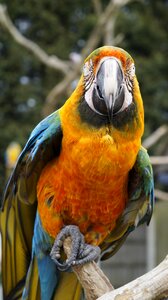 Animal zoo nature
