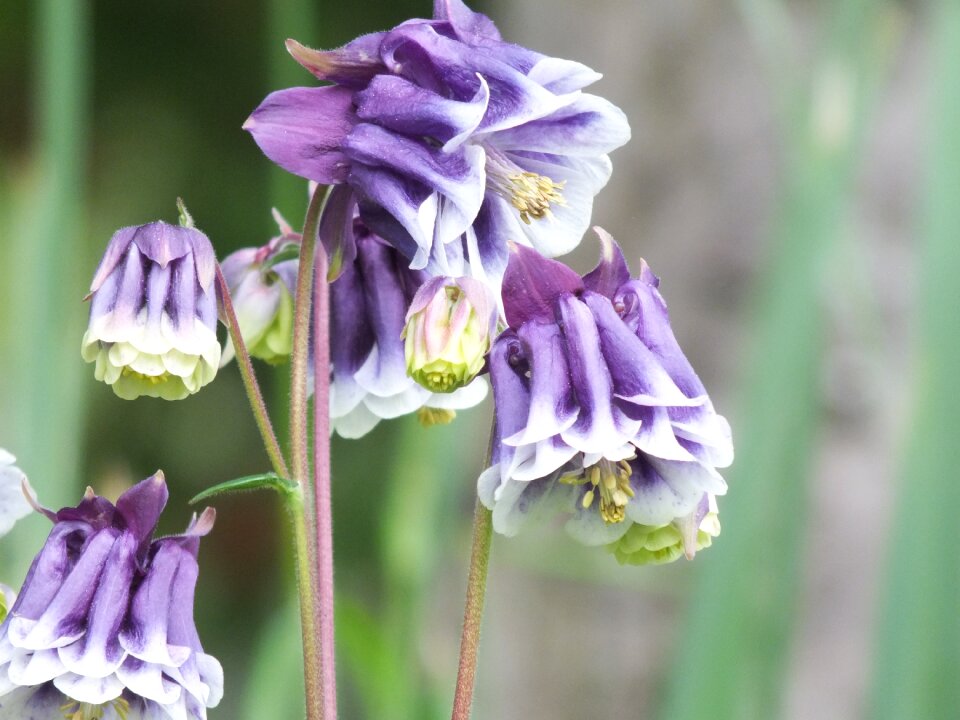 Columbine flower of the alps purple flower