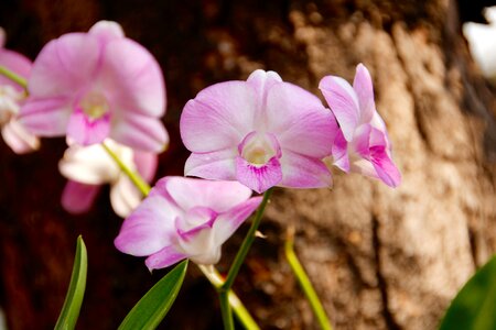 Blossom bloom white violet photo