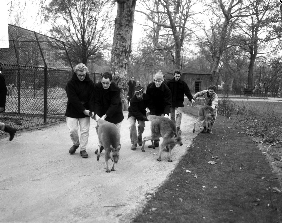 Kangeroes onderweg naar hun nieuwe hokken, begeleid door verzorgers, Bestanddeelnr 918-4606