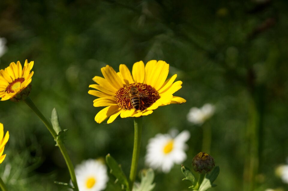 Flower meadow wild flowers honey bee