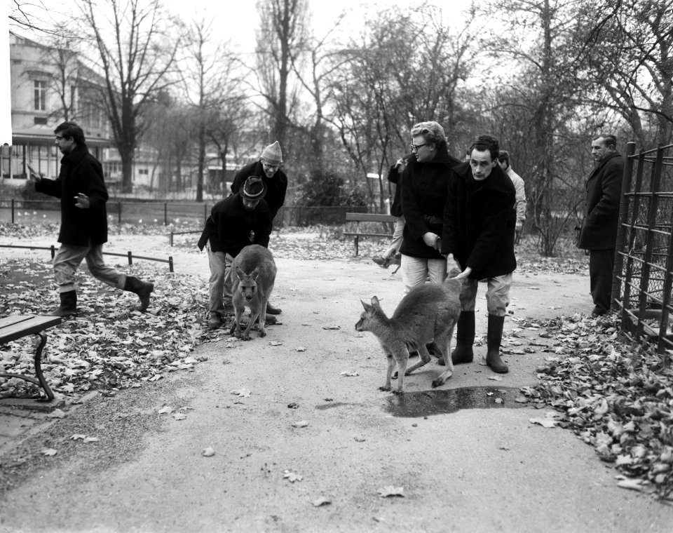 Kangeroes onderweg naar hun nieuwe hokken, begeleid door verzorgers, Bestanddeelnr 918-4608
