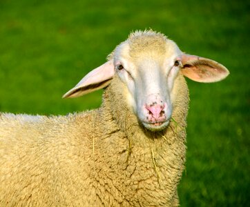 Wool livestock nature
