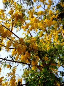 Kanikonna flowers from Kerala 2