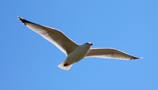 In flight sky nature photo