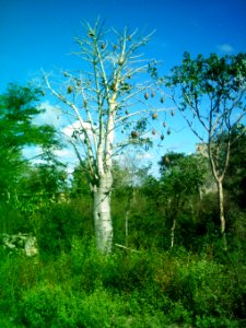 Kankabchén (Tixkokob), Yucatán (13)