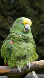 Animal zoo nature