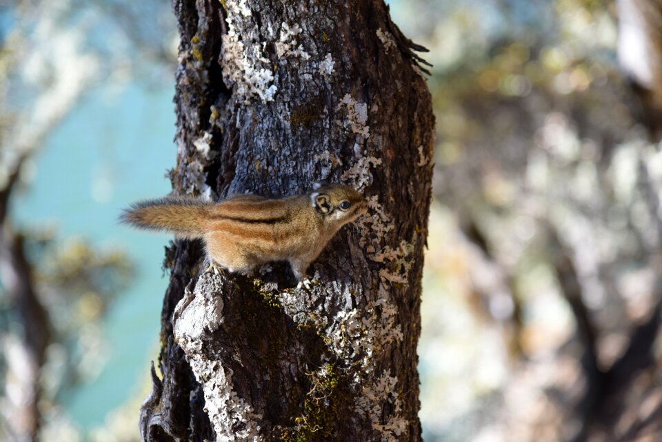 In yunnan province shangri-la's squirrel