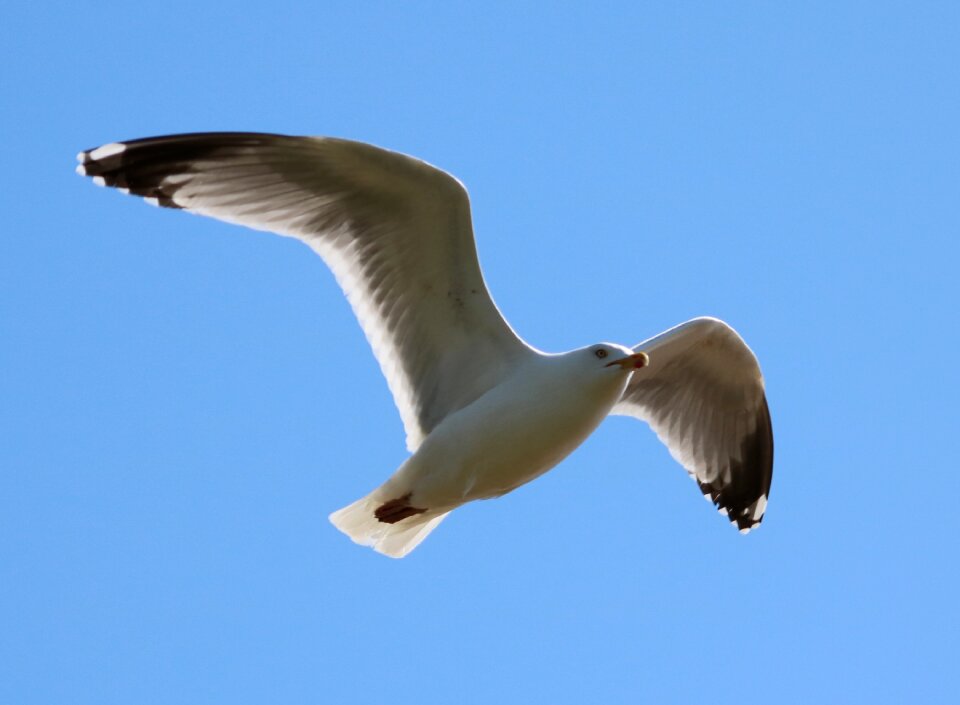 In flight sky nature
