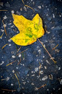 Golden autumn color autumnal