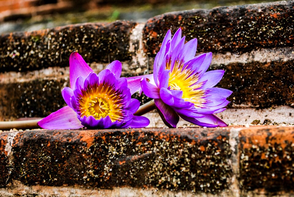 Waterlily flower sri lanka