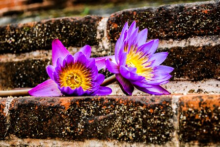 Waterlily flower sri lanka