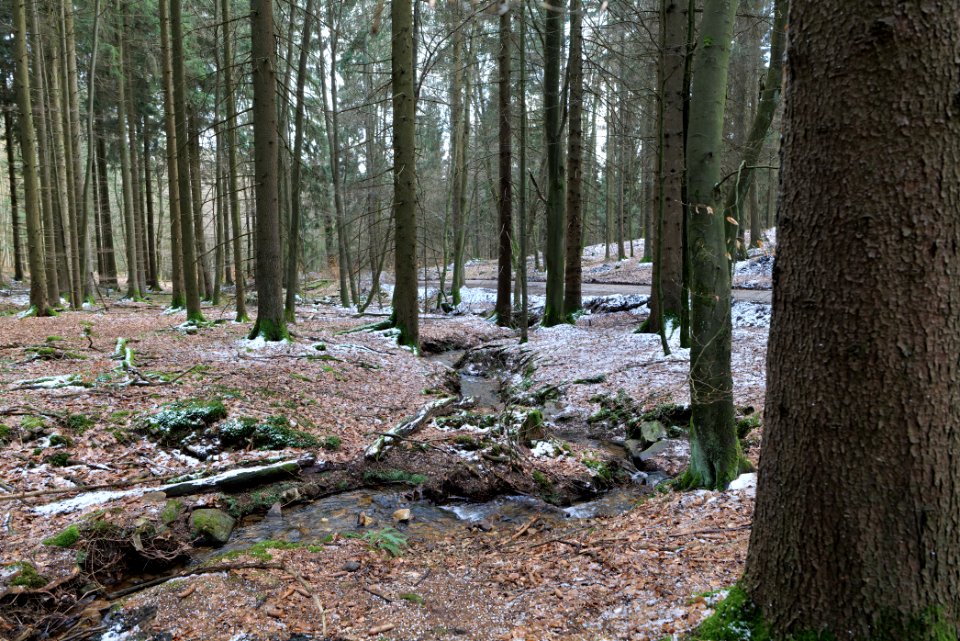 Kaltes Wasser Taunus 2021-04-06 09