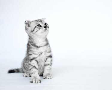 Folded ears kittens short-haired cats