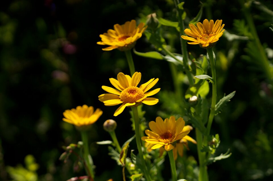 Summer close up view yellow flora
