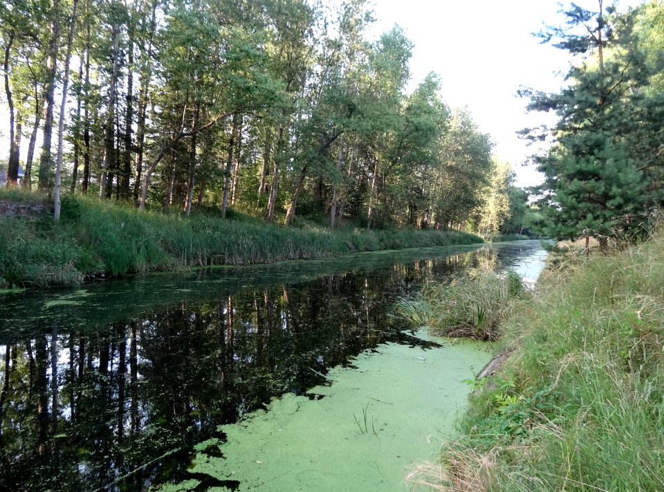 Kanal Notecki Murowaniec 7 07-2014