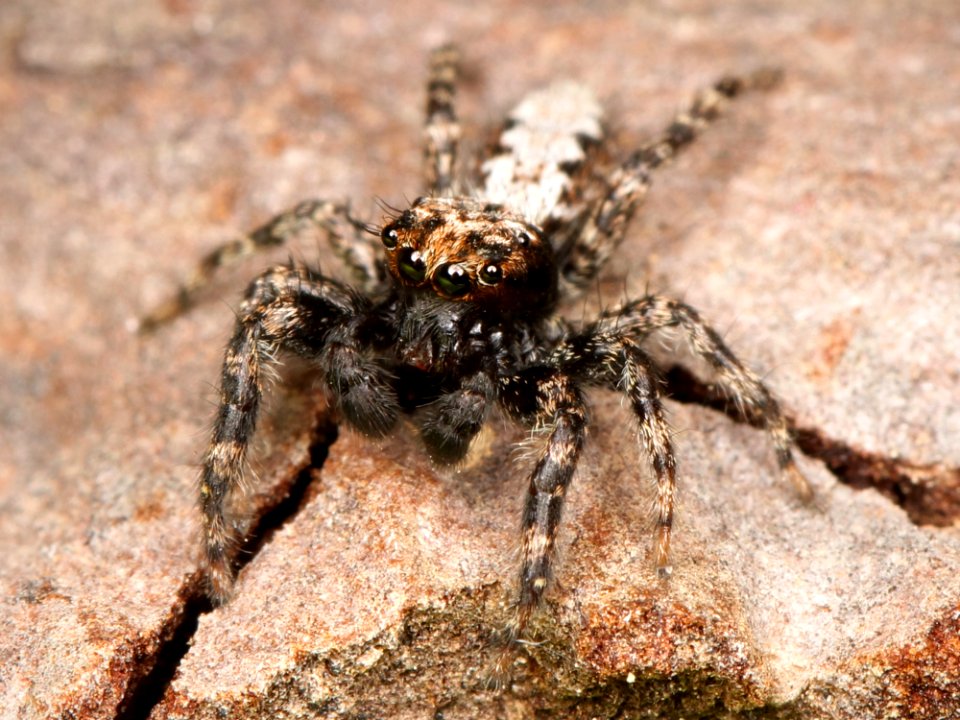 Kaldari Platycryptus californicus male 02