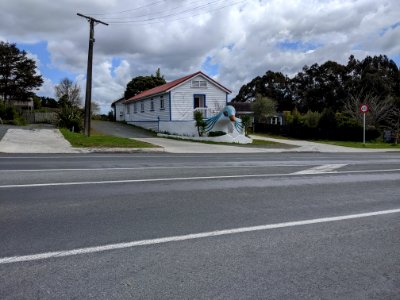 Kaiwaka seagull