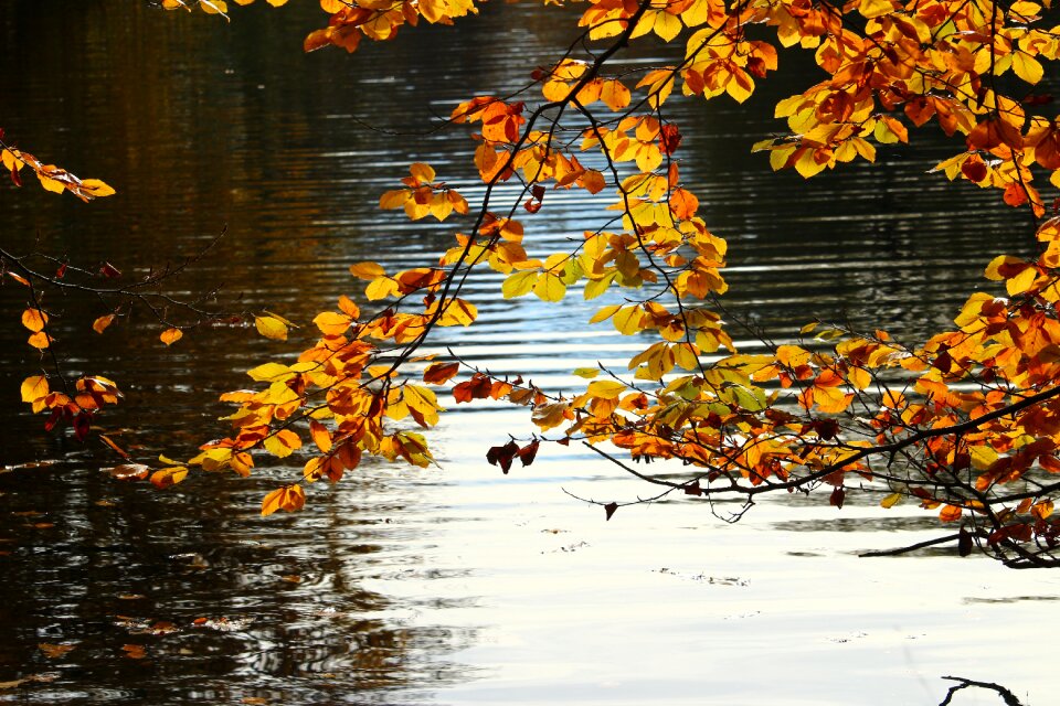Pond golden autumn autumn gold