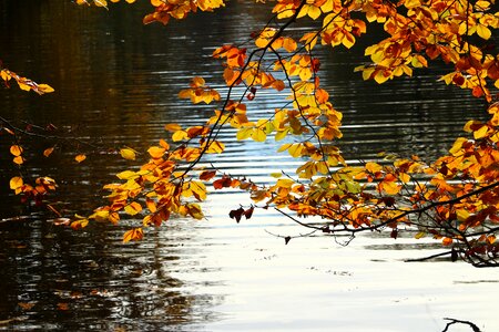 Pond golden autumn autumn gold photo