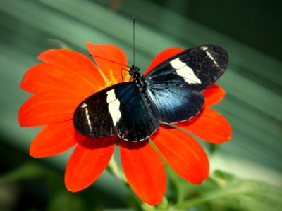 Kaldari Heliconius sara 01