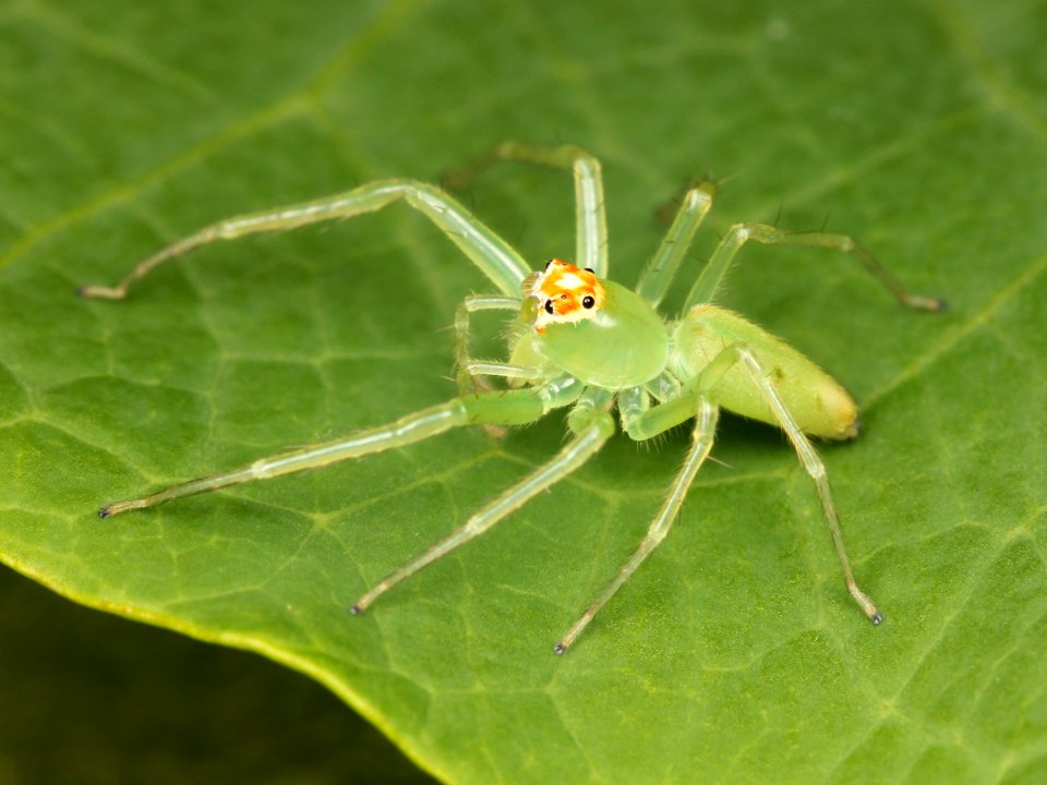 Kaldari Lyssomanes viridis female 02