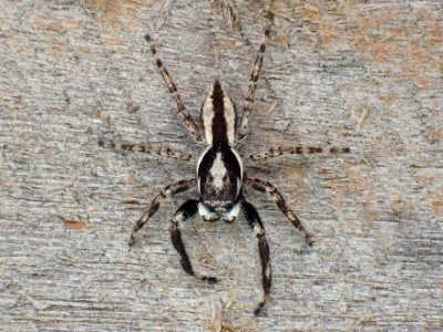 Kaldari Menemerus bivittatus male