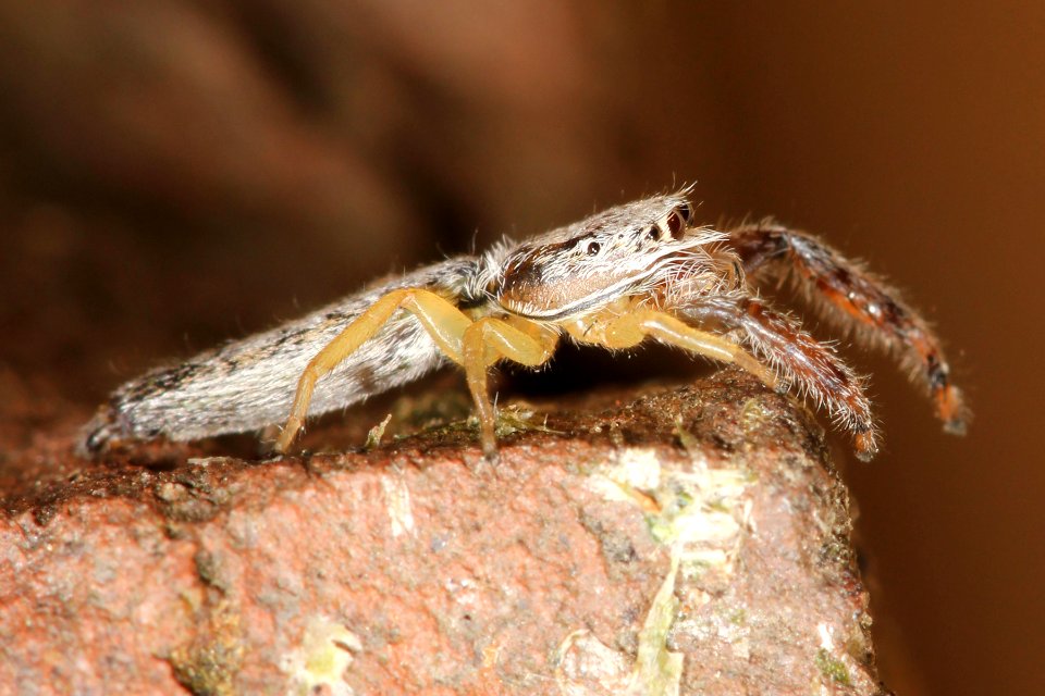 Kaldari Marpissa pikei female 04