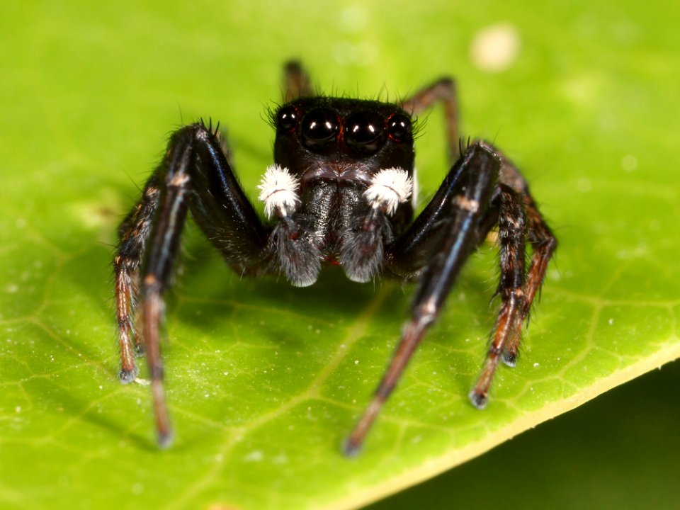 Kaldari unknown salticid Y 03