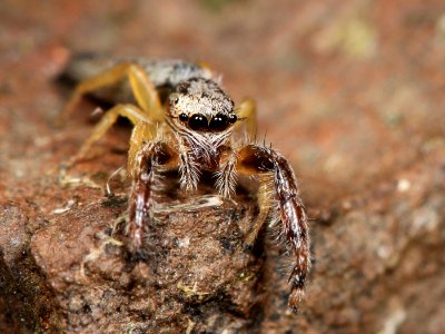Kaldari Marpissa pikei female 06