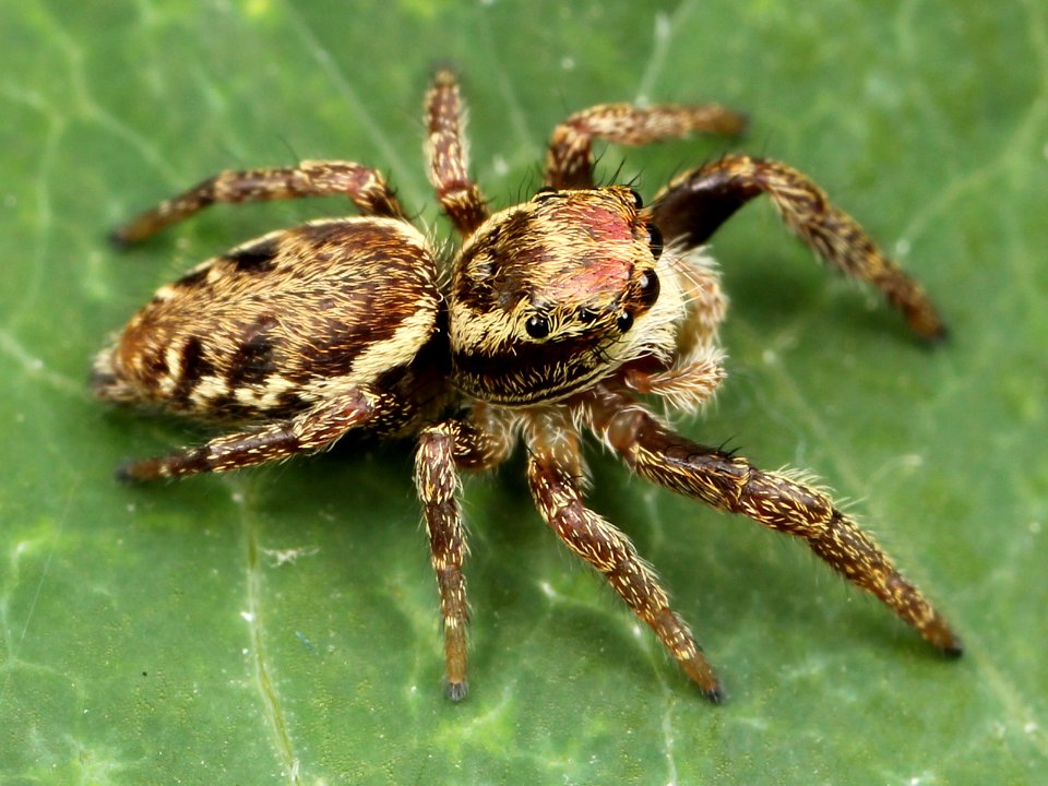 Kaldari Phanias albeolus immature male 02