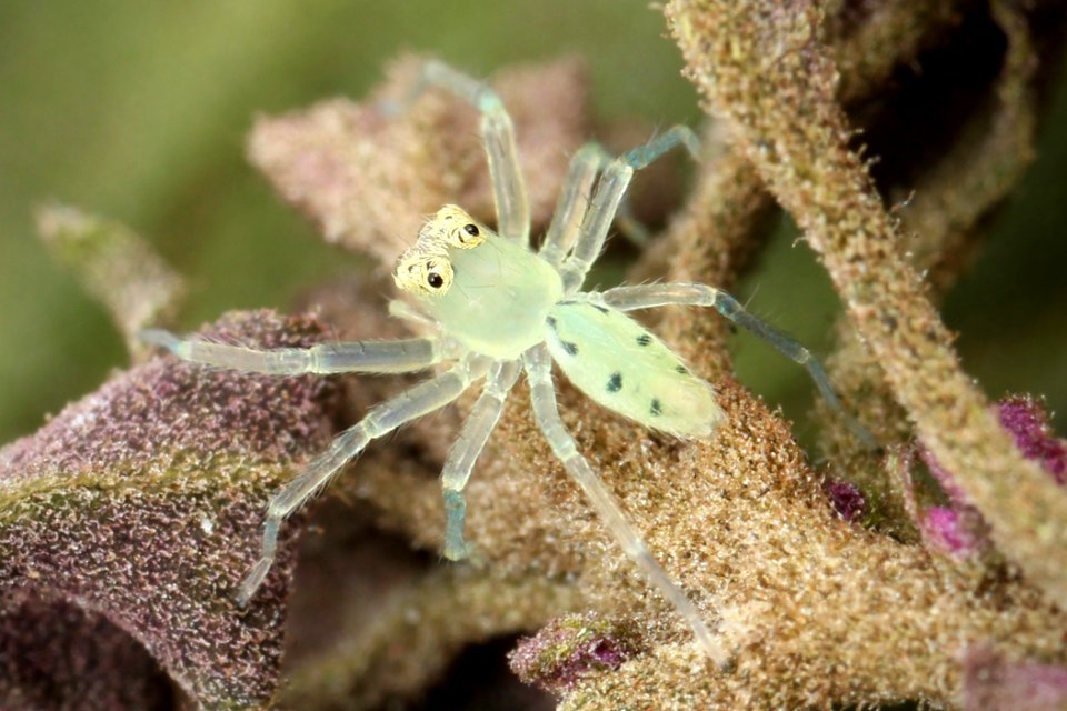 Kaldari Lyssomanes viridis 01