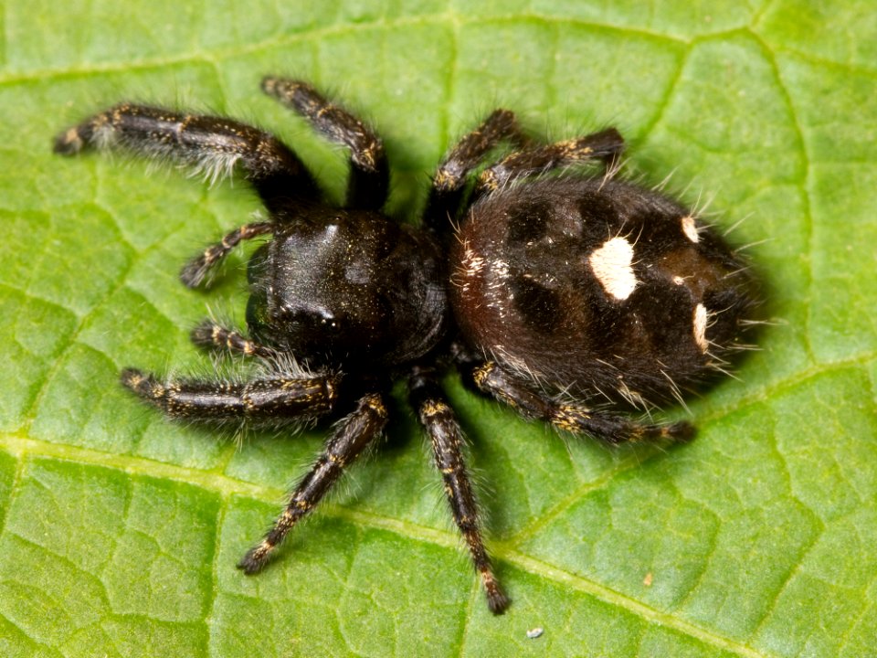 Kaldari Phidippus audax 02
