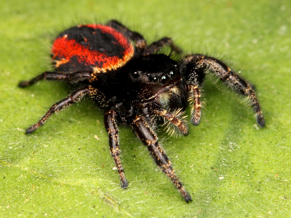 Kaldari Phidippus johnsoni female 04