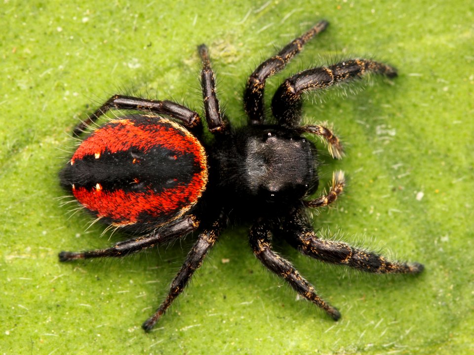 Kaldari Phidippus johnsoni female 03